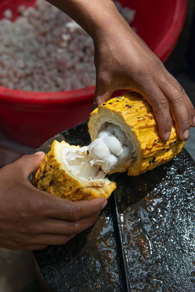 Cacao fruit being split open, showing the seeds inside